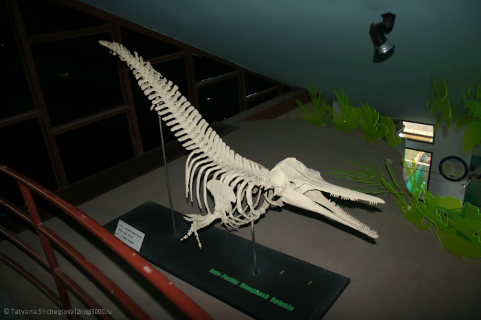 Скелет дельфина