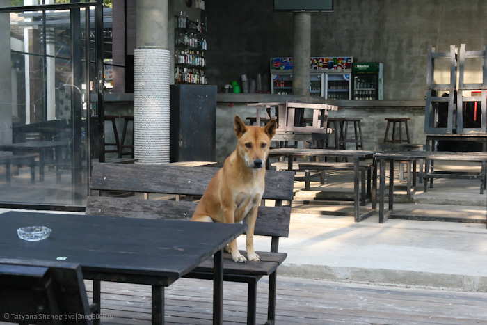 Грустный пес в пустом баре